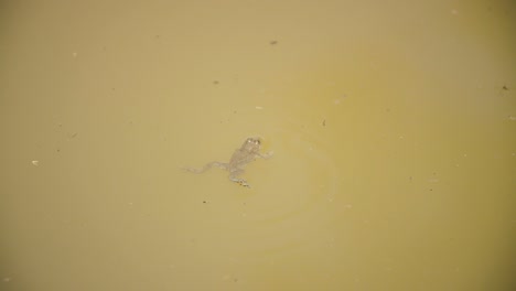 yellow-bellied-toad-floating-in-a-pond.-Verdun-forest,-Lorraine,-France.